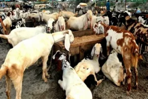 Hajj 2026 Short Stay Package With Qurbani
